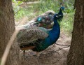 0318-1353 Canberra Zoo (3185264)